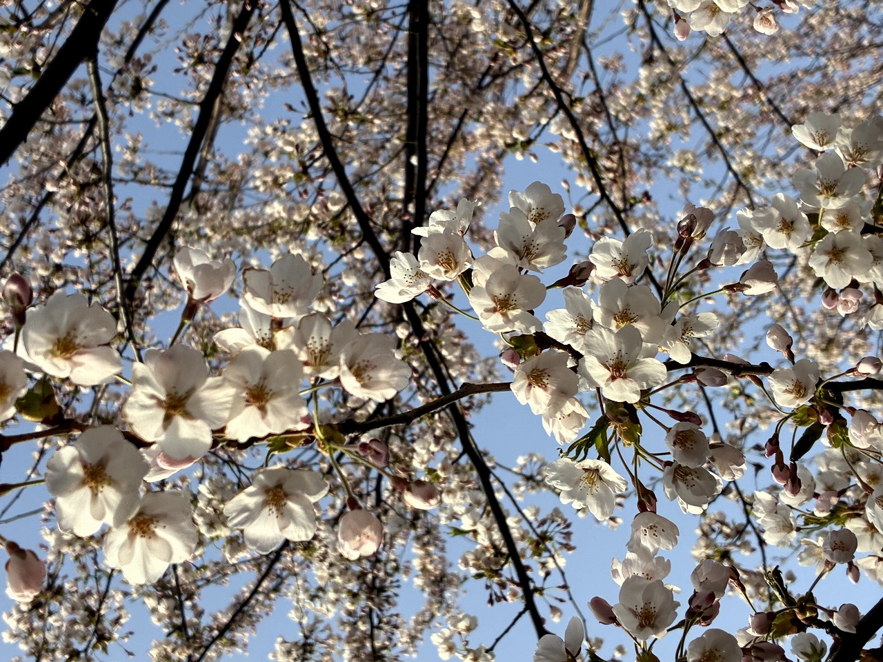 桜の写真1