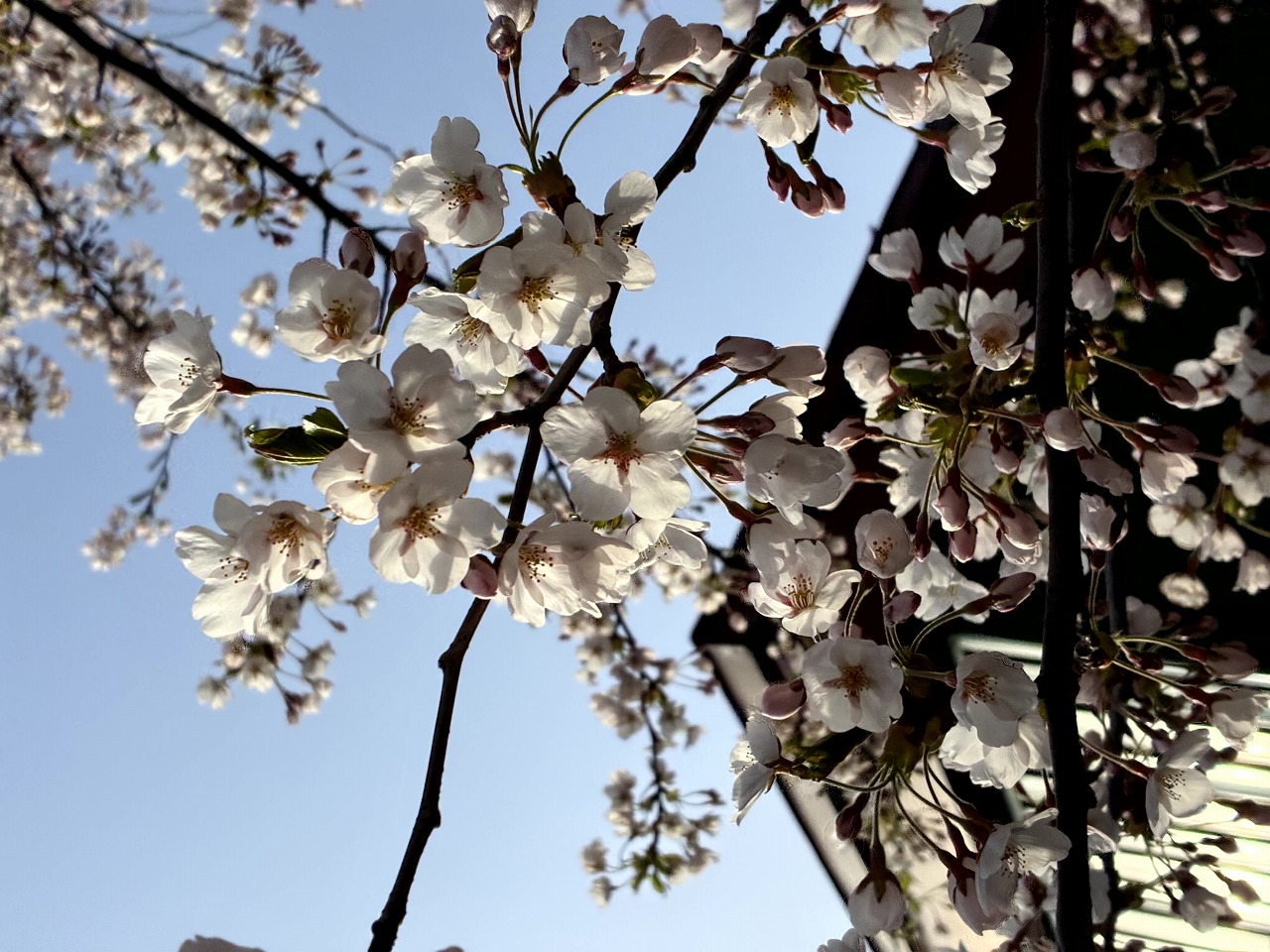 桜の写真2