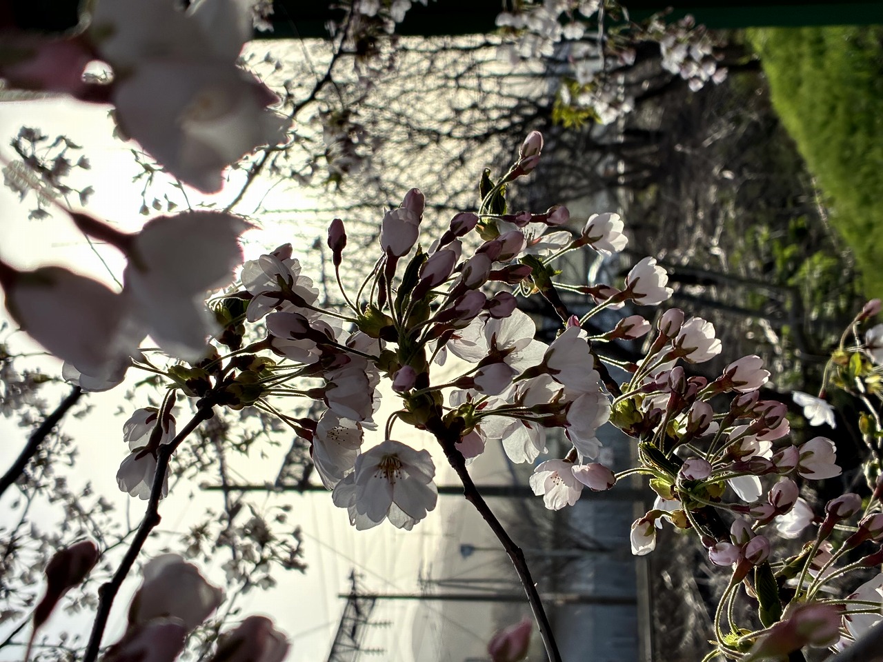 桜の写真3