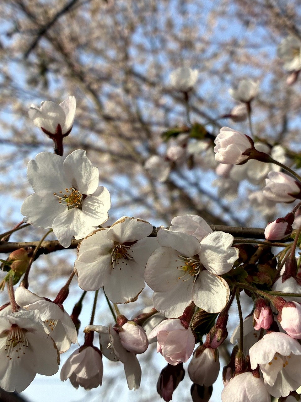 桜の写真4